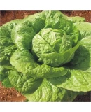 Standart Marul Tohumu