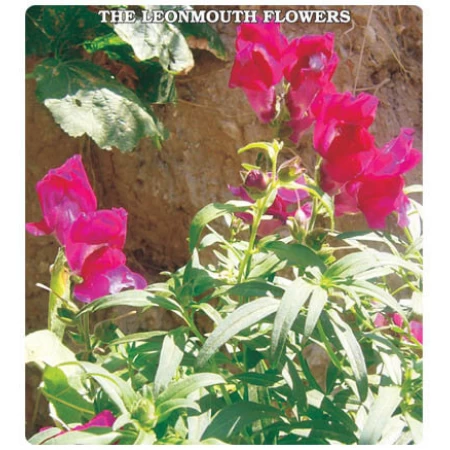 Aslan Ağzı Çiçeği Tohumu