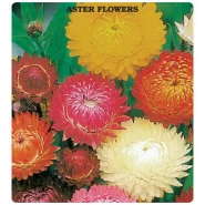 Aster Çiçeği Tohumu