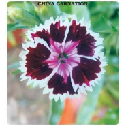 Çin Karanfili Çiçeği Tohumu