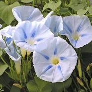 Gündüz Sefası Çiçeği Tohumu