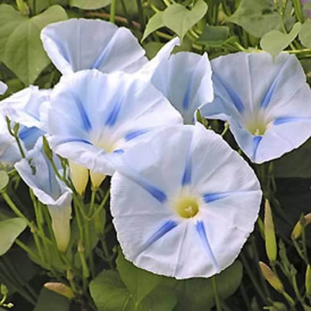 Gündüz Sefası Çiçeği Tohumu