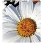 İri Papatya Çiçeği Tohumu