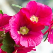 Hatim Çiçeği Tohumu