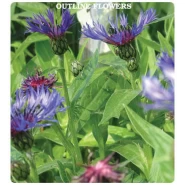 Kontur Çiçeği Tohumu