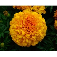 Top Kadife Çiçeği Tohumu