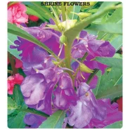 Türbe Çiçeği Tohumu