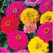 Zinnia (Kirli Hanım Çiçeği) Tohumu