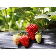 Albion Çilek Fidesii - 100 Adet