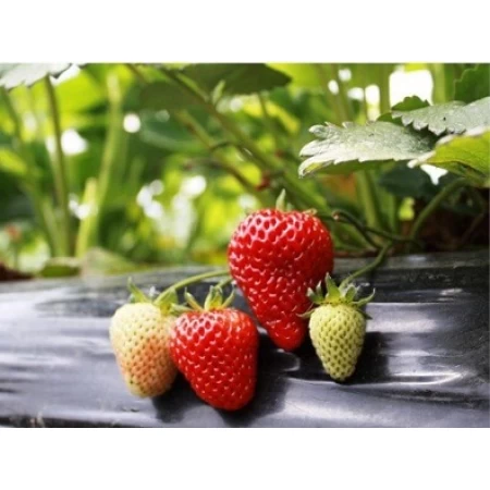 Albion Çilek Fidesii - 100 Adet