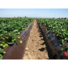 Albion Çilek Fidesi - 100 Adet