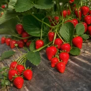 Cabrillo Çilek Fidesi – 500 Adet