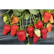 Camarosa Çilek Fidesi - 25.000 Adet