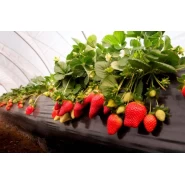 Çilek Fidesi Karme - 25.000 Adet