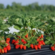 Fortuna Çilek Fidesi – 1000 Adet