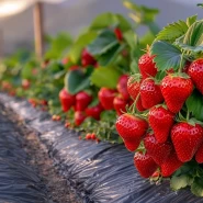 Fresh Çilek Fidesi – 100 Adet