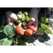 Kabarla Çilek Fidesi Frigo - 500 Adet