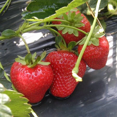 Monterey Çilek Fidesi - 500 Adet