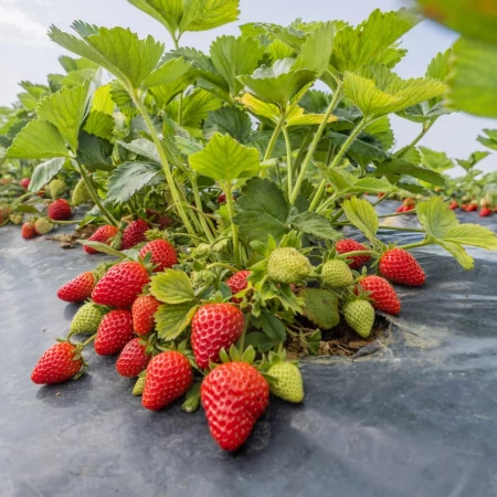 Palmetrias Çilek Fidesi – 1000 Adet