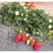 Portala Çilek Fidesi - 5000 Adet