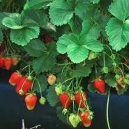 Rubigem Çilek Fidesi - 250 Adet