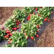 San Andreas - Sertifikalı Çilek Fidesi -25.000 Adet