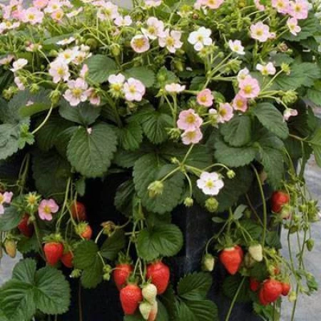 Yediveren Çilek Fidesi - 25.000 Adet