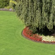 Çim Tohumu 5 Mix Grass Karışımı - 100 kg