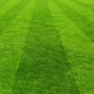 Çim Tohumu Karışımı Spor Alanları - 10 kg