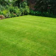 Ekvatoral Mix Grass Çim Tohumu - 50 Kg
