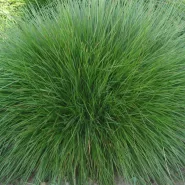 Festuca Rubra Comutata Çim Tohumu - 100 Kg