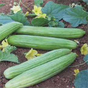 Doğal Acur Tohumu - 10 gr
