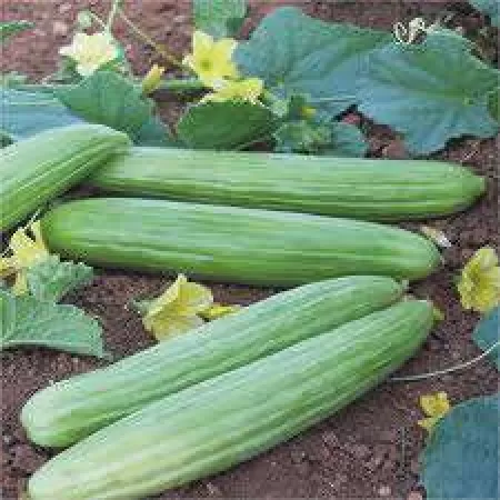 Doğal Acur Tohumu - 250 gr