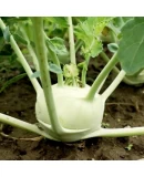 Doğal Alabaş Tohumu