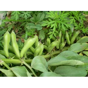 Doğal Bakla Tohumu - 10 gr