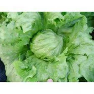 Doğal Baş Salata Marul tohumu - 1 kg