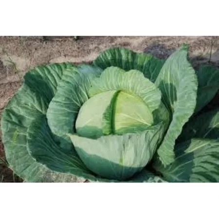 Doğal Beyaz Lahana Tohumu - 250 gr