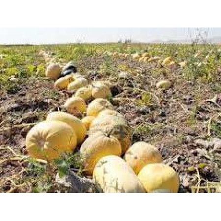 Doğal Çerezlik Kabak Tohumu - 25 gr