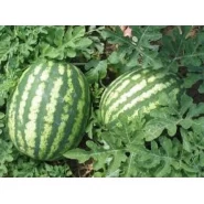 Doğal Crimson Sweet Karpuz Tohumu - 10 gr 