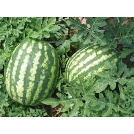 Doğal Crimson Sweet Karpuz Tohumu - 100 Adet