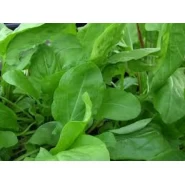 Doğal Ekşi Otu Tohumu - 10 gr 