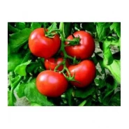 Doğal Falkon Domatesi Tohumu - 10 gr 