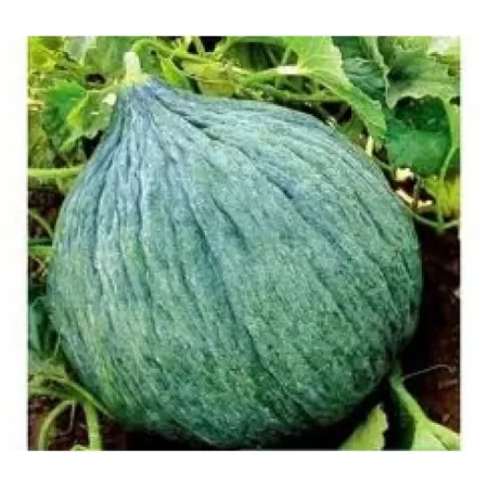Doğal Hasanbey Kavun Tohumu - 100 gr