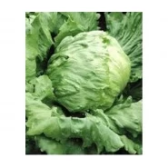 Doğal İceberg Marul Tohumu - 10 gr 
