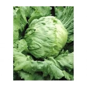 Doğal İceberg Marul Tohumu - 25 Adet