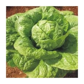 Doğal İri Göbekli Marul Tohumu - 25 Adet