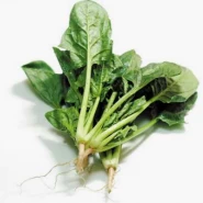 Doğal Ispanak Tohumu - 10 gr