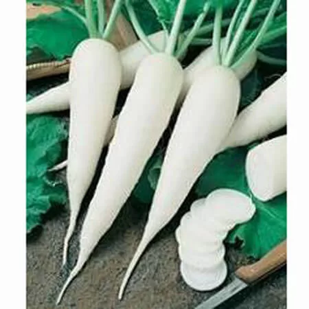 Doğal Japon Turp Tohumu - 500 gr
