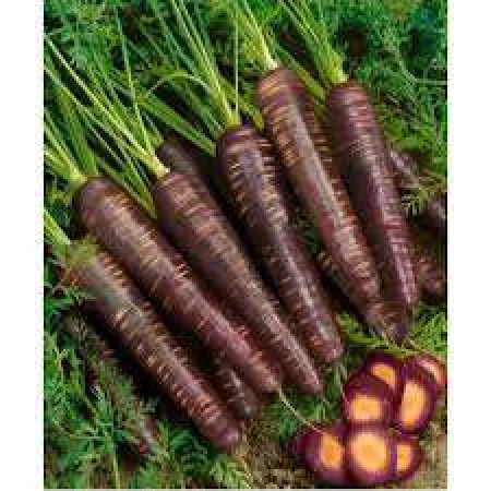 Doğal Kara Havuç Tohumu - 1 kg