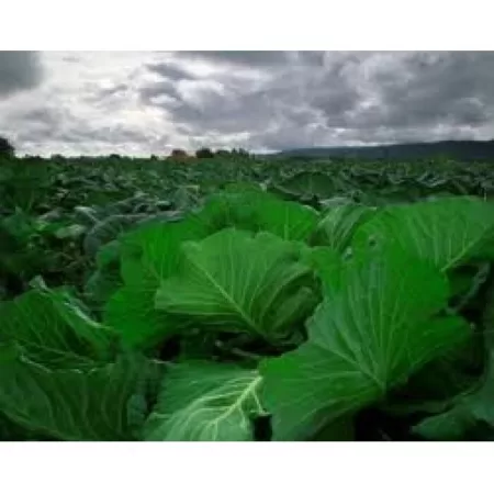 Doğal Karadeniz Lahana Tohumu - 500 gr